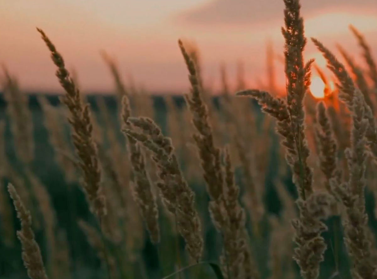 Renewable energy | Carbon Net Zero 2050