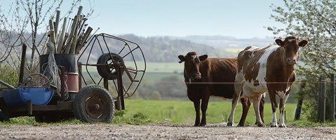 Nuestras vacas son cuidadas todos los días