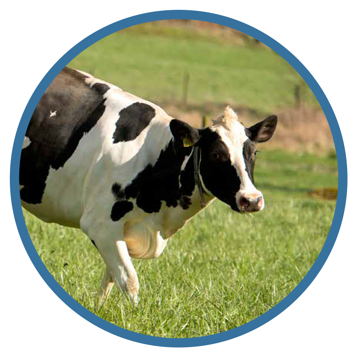 Animal Welfare