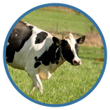 Animal Welfare