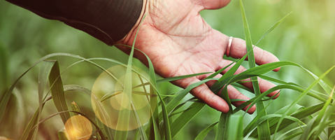 Arla Organic